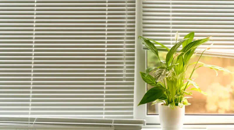 Wood and Aluminum Blinds